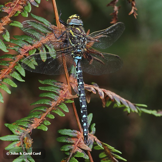 J01_0071 Aeshna juncea male.JPG